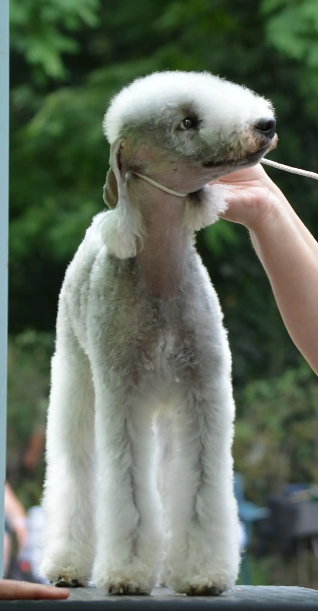 Bedlington Terrier adulto con corte de pelo característico posando sobre una mesa