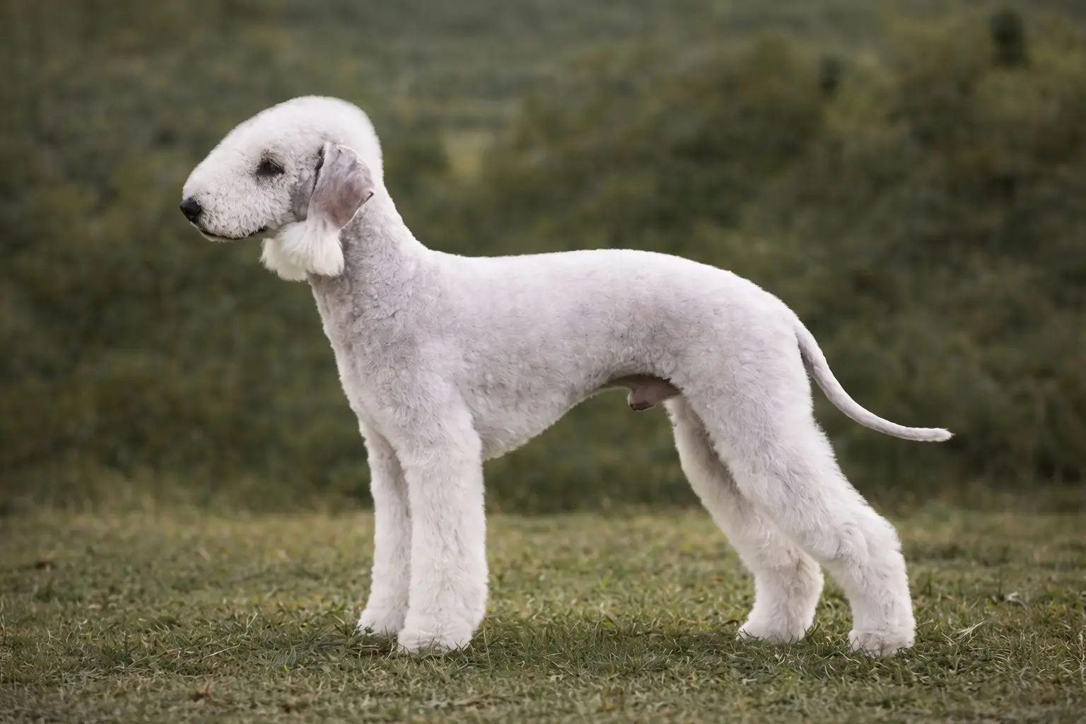 Bedlington Terrier blanco con el pelo cortado posando en un campo de césped en entorno natural