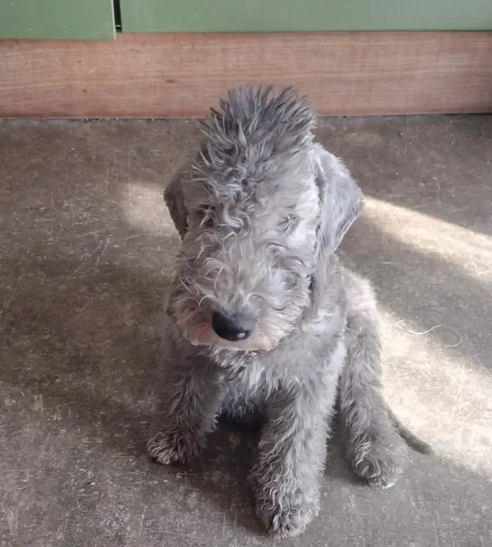 Cachorro de Bedlington Terrier gris sentado mostrando su pelaje rizado