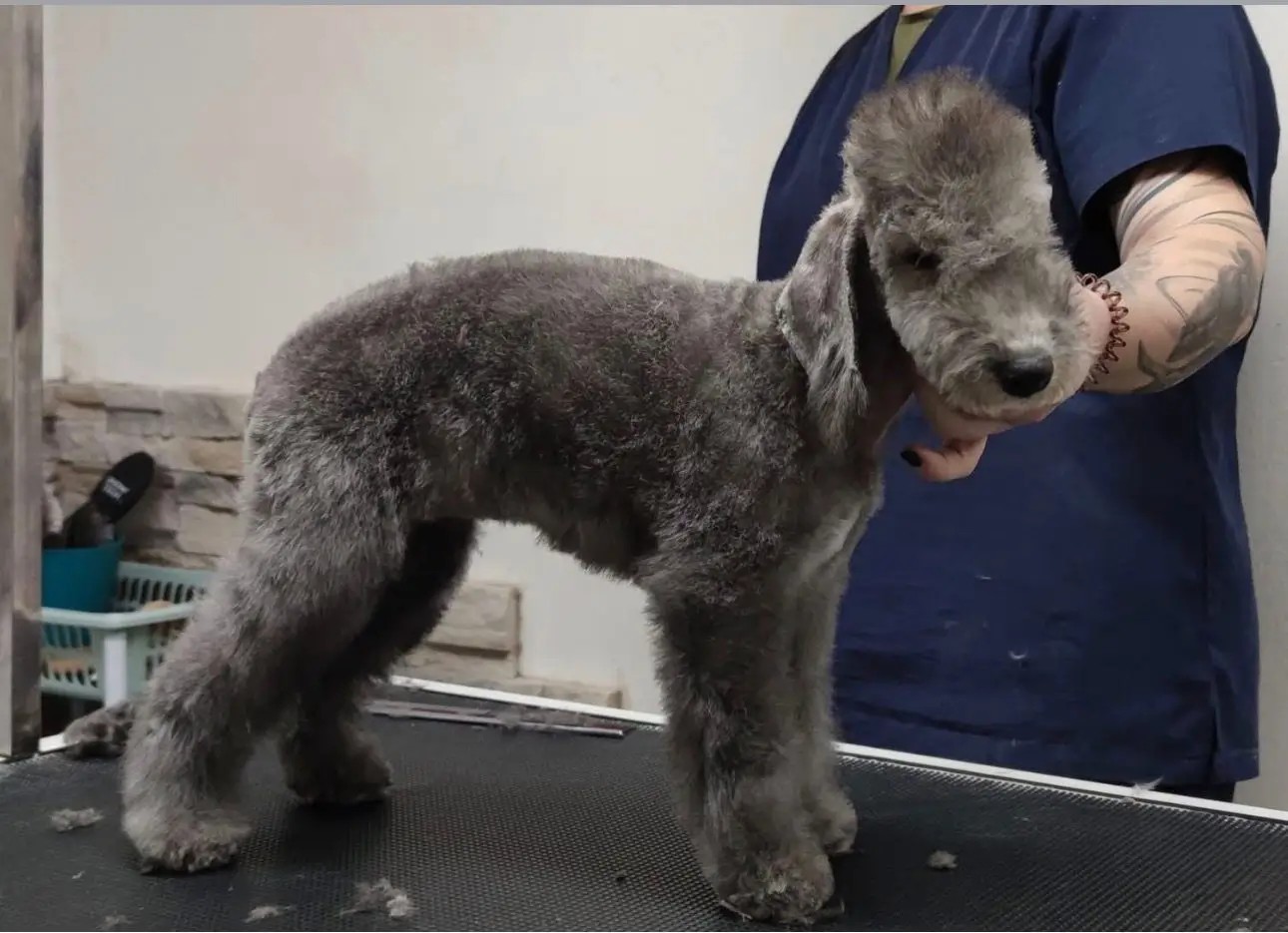 Cachorro de Bedlington Terrier en peluquería